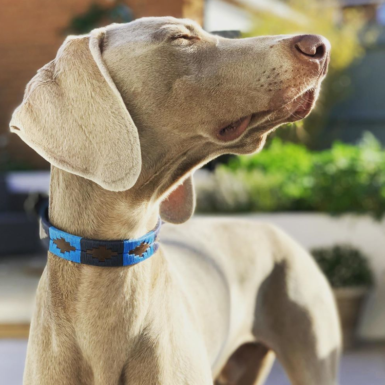 Dog Collar - 'Azules' - pampeano UK